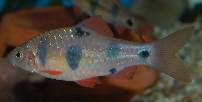 Adult male from the UK aquarium trade...