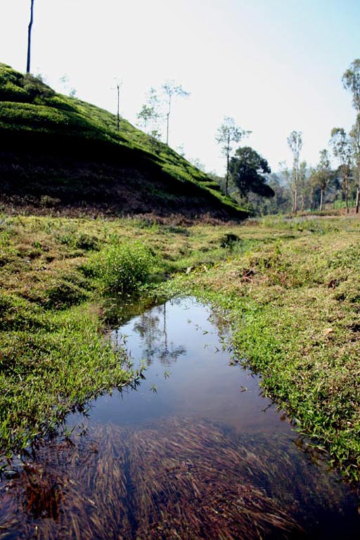 Habitat in the Anaimalai Hills region of the Western Ghats mountain range, southern India.