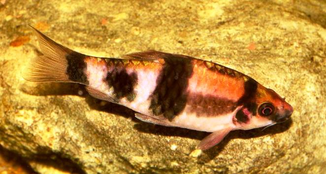 This male specimen with four dark body bars closely resembles the fish in Jerdon's original description.