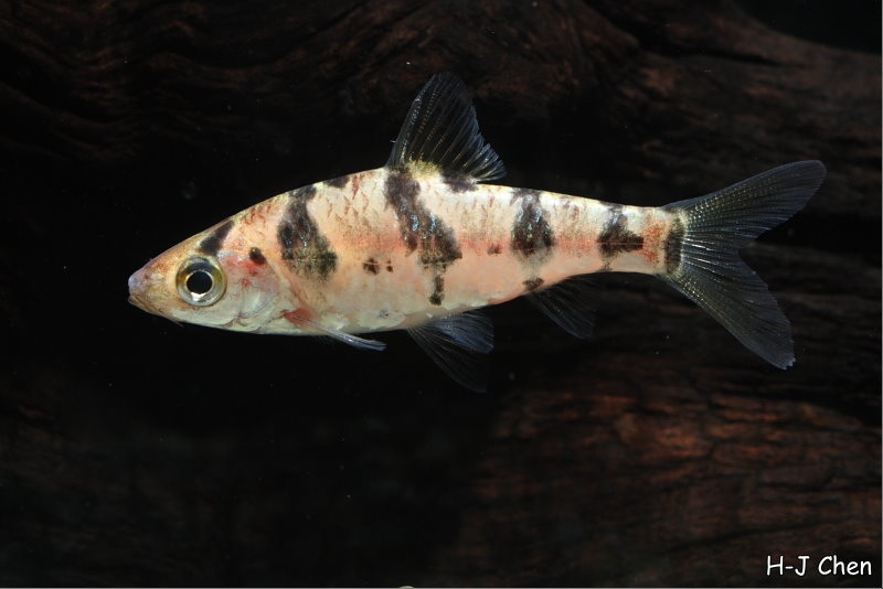 Adult male specimen.