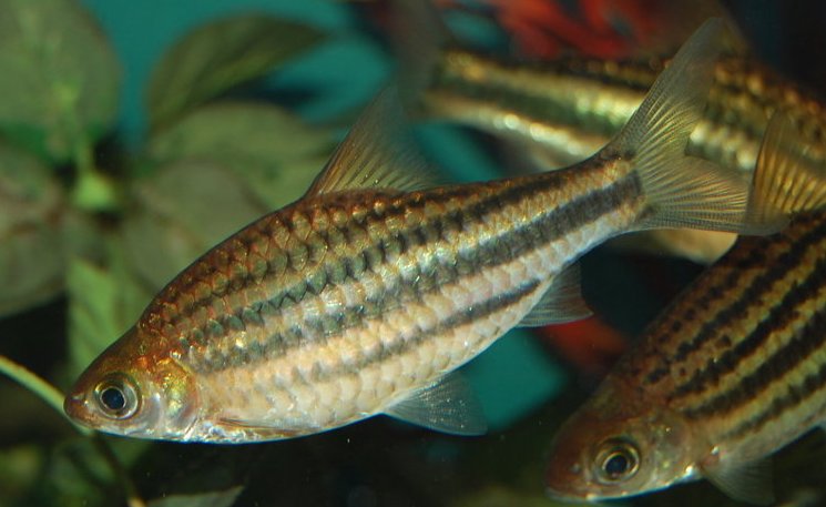 Adult female from the UK aquarium trade.