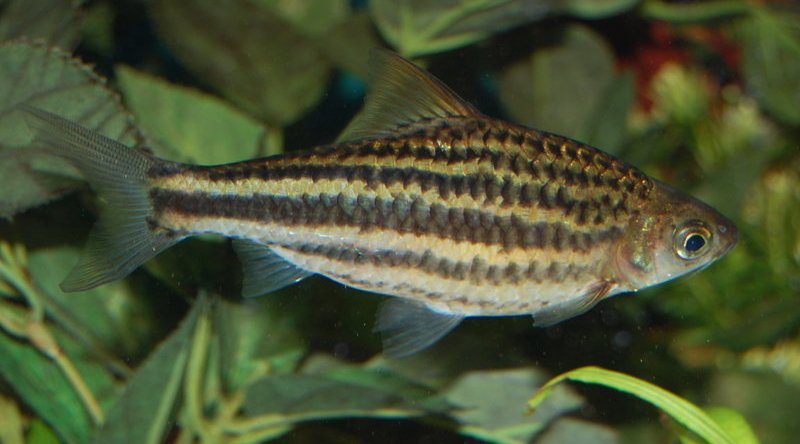 Adult male from the UK aquarium trade.