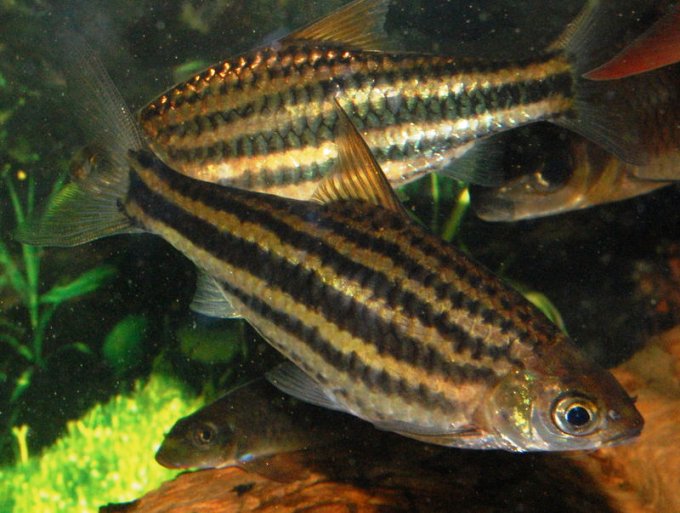 Adult specimen from the UK aquarium trade.