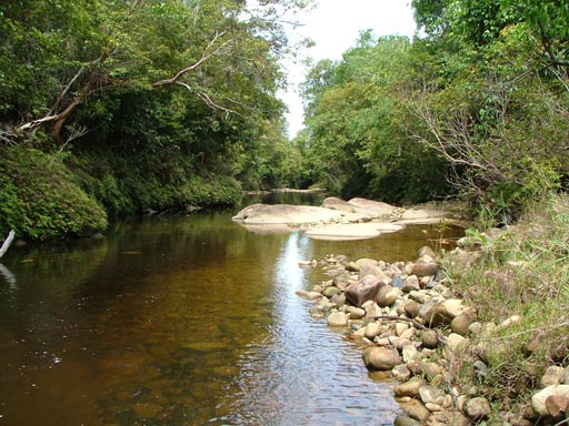 This species can also be found in the Sungai Rayu river in Kuching district, Sarawak.