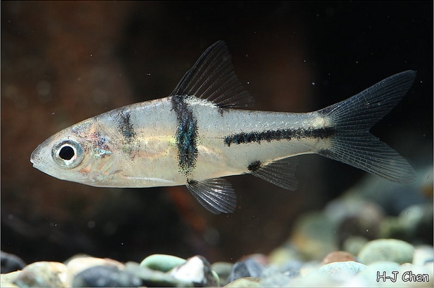 Juvenile specimen.
