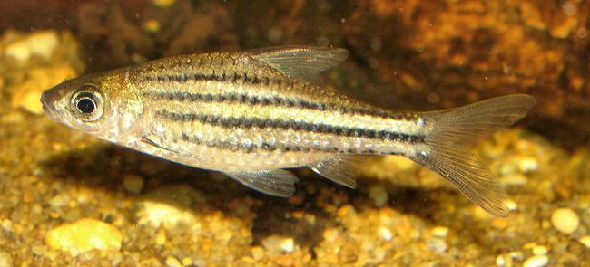 Specimen from the U.K. aquarium trade.