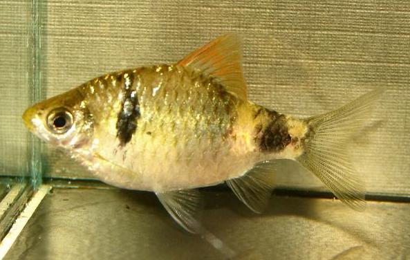 Adult female from the U.K. aquarium trade.
