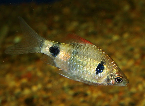 Wild-collected adult male individual.