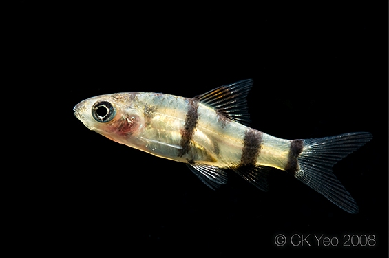 Aquarium-bred juvenile.