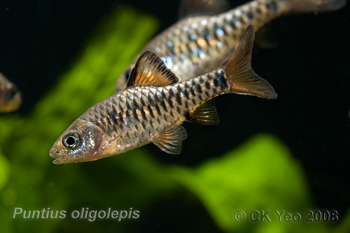 Adult male from the Singapore aquarium trade; commercial strain.