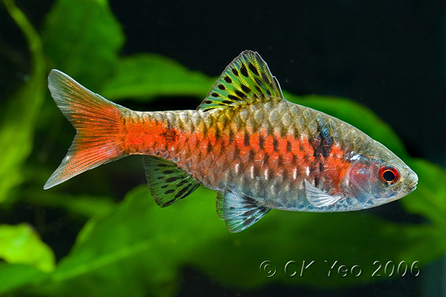 Adult male from the Singapore aquarium trade.