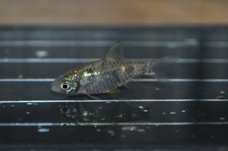 Juvenile specimen.