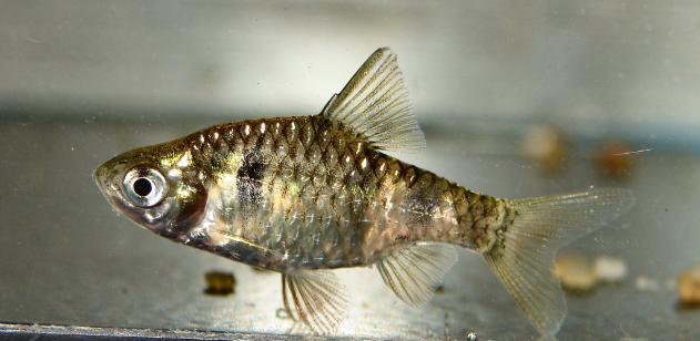 Specimen from the U.K. aquarium trade.