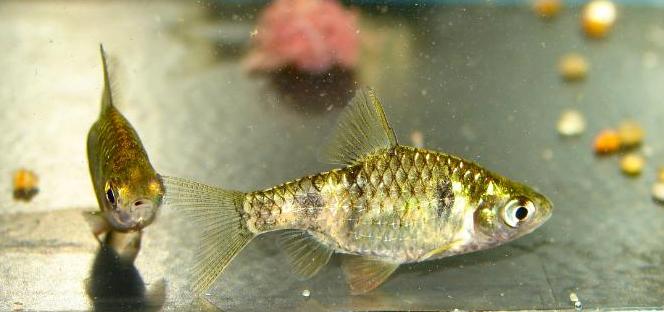 Specimens from the U.K. aquarium trade.