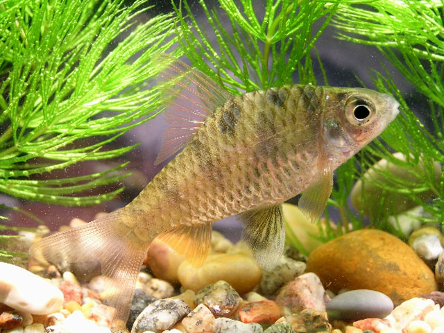 Female from the European aquarium trade.