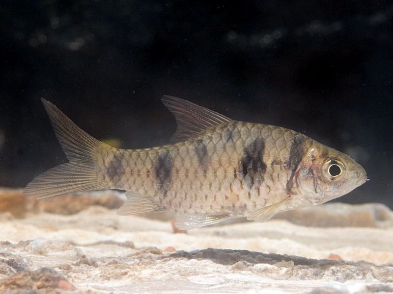 Female from the Singapore aquarium trade.