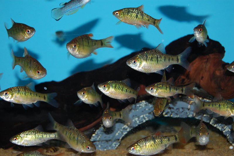This species is best maintained in a group.