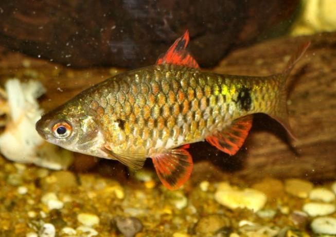 Male from Mandalay Division, Myanmar.