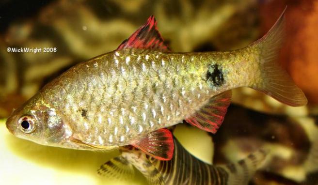 Male from Mandalay Division, Myanmar.