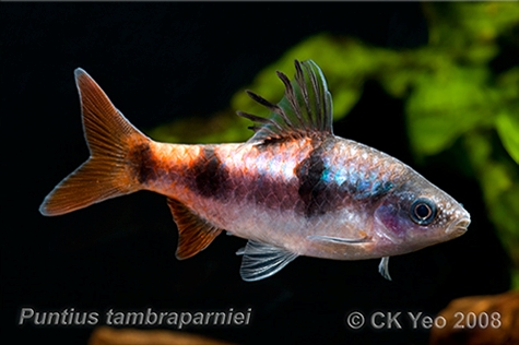 Adult male from the Singapore aquarium trade.