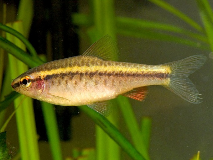 Adult female.