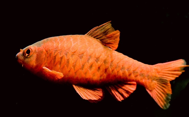 Adult male of the selectively-bred 'super red' ornamental strain.