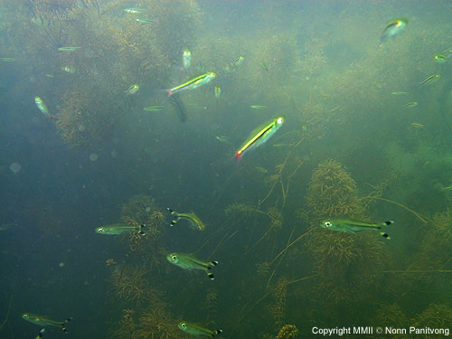 R. trilineata occurs sympatrically with R. borapetensis in the upper Khwae Noi.