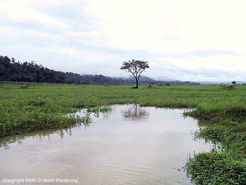 This floodplain of the Bekee River in western Thailand is a natural habitat of R. trilineata.