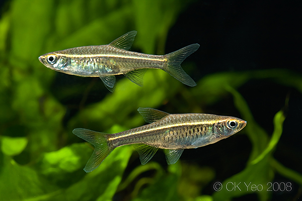 Adult pair, male upper.
