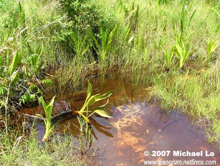 A typical habitat close to the Mandor River, West Kalimantan, Borneo. T. pauciperforatum and Rasbora cephalotaenia were also found here.