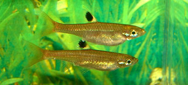 This reddish form is imported occasionally. Image shows an adult pair, female top.