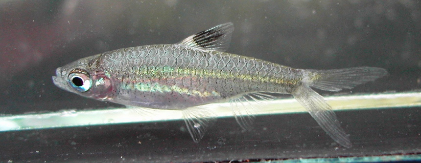 Adult specimen with slight caudal-fin damage.