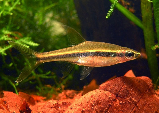 Adult female specimen.