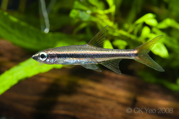 Young adult specimen.