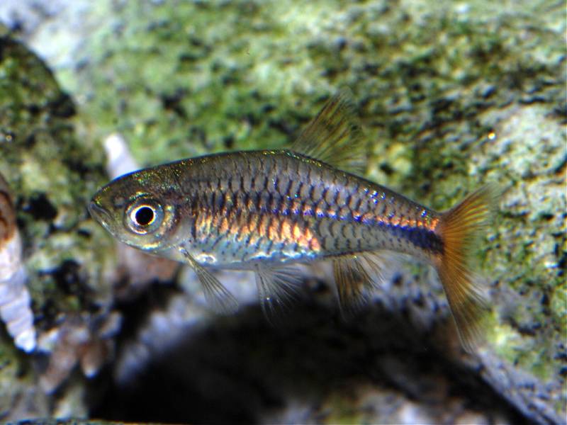Subadult male.
