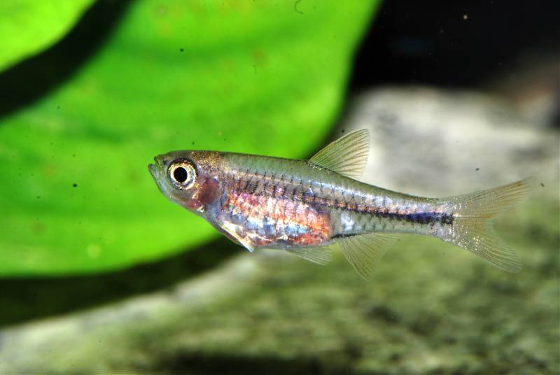 Young specimen.