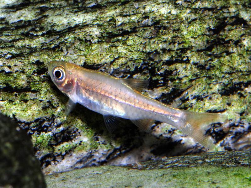When stressed or sleeping the fish lose colour.