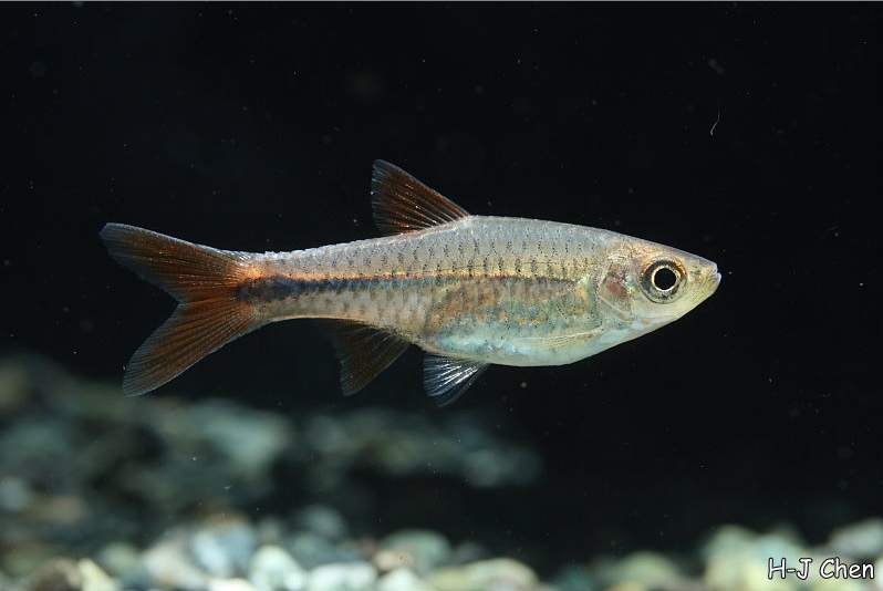 Probable female specimen.