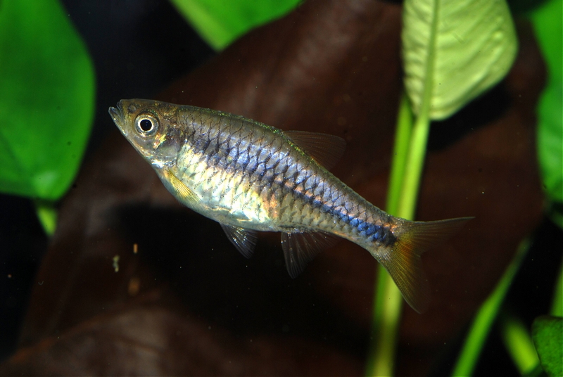 Adult female.