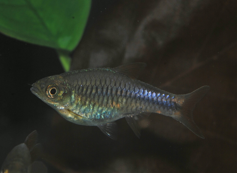 Adult female.