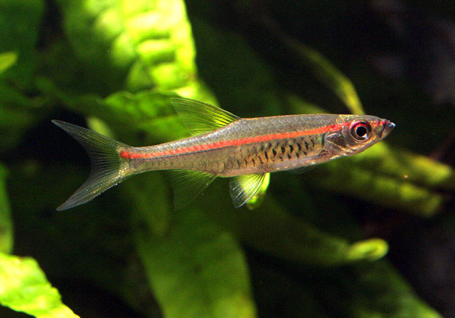 Adult, possibly male, specimen.
