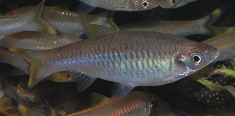 Adult female specimen.