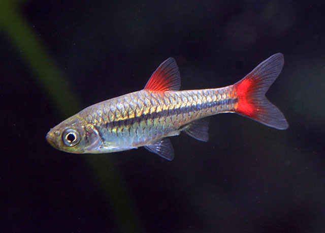 Adult male...