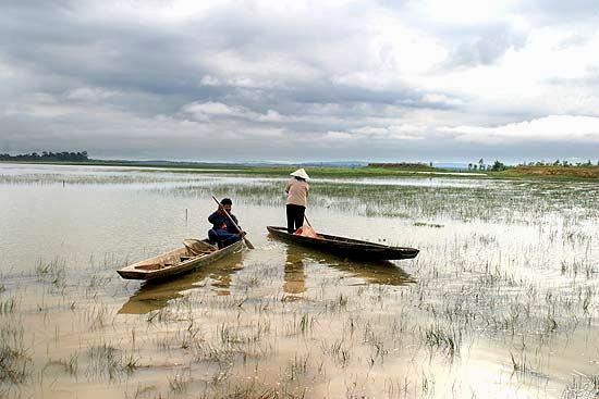 Kud Ting wetland in Nong Khai province, northeastern Thailand is a natural habitat of this species.