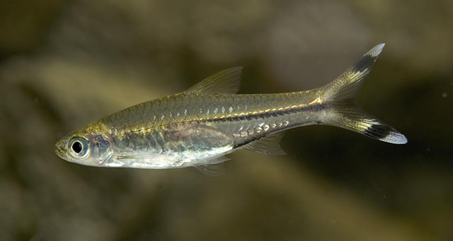 Adult, probably male, specimen of Rasbora trilineata.