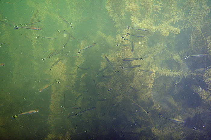 School of R. trilineata in the upper Khwae Noi (River Kwai), western Thailand.