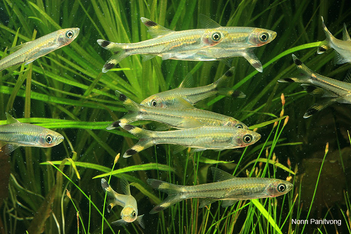 This species is normally available at a young age and relatively small size.