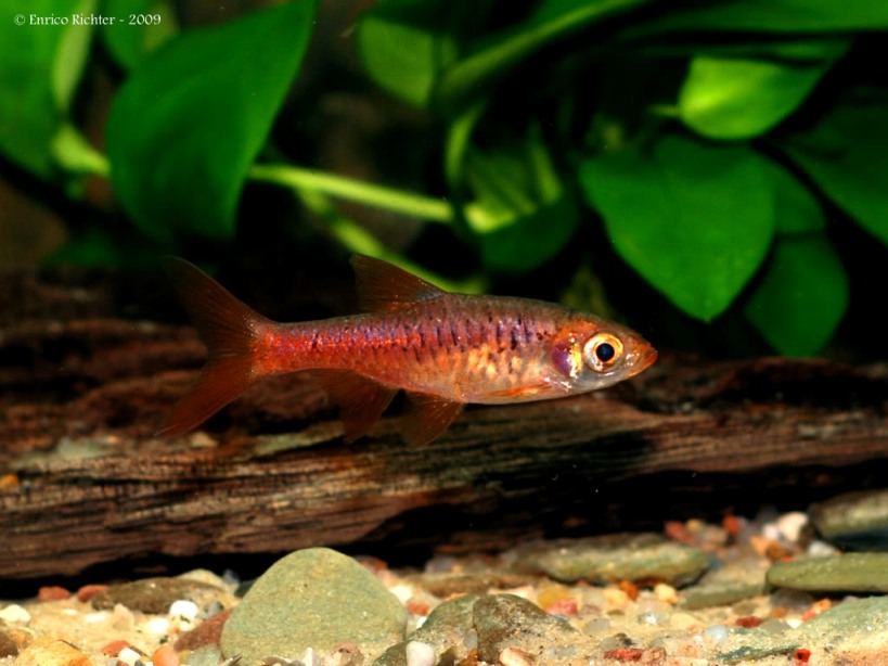 When in good condition males become more intensely-coloured.