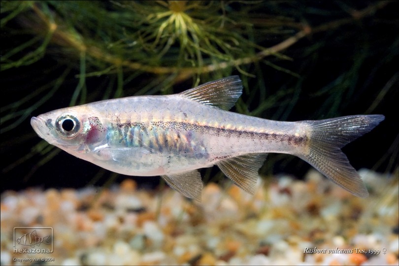 Female of R. vulcanus.