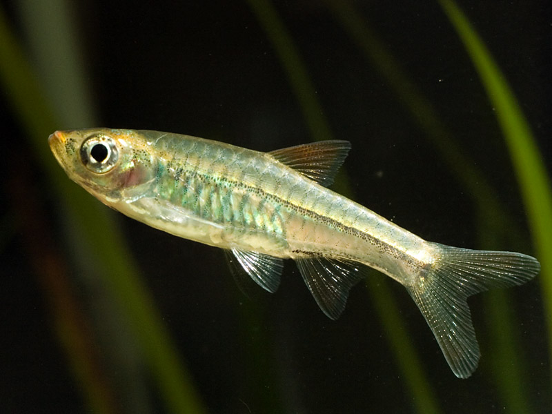 Adult female.